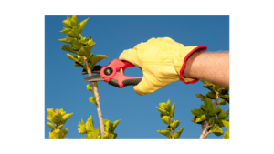 Plant Care – Pruning