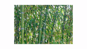 bamboo tree care
