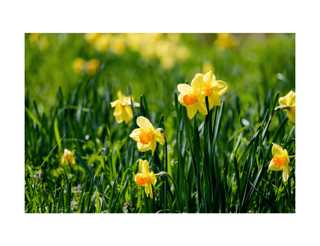 Yellow Daffodils | LandArt