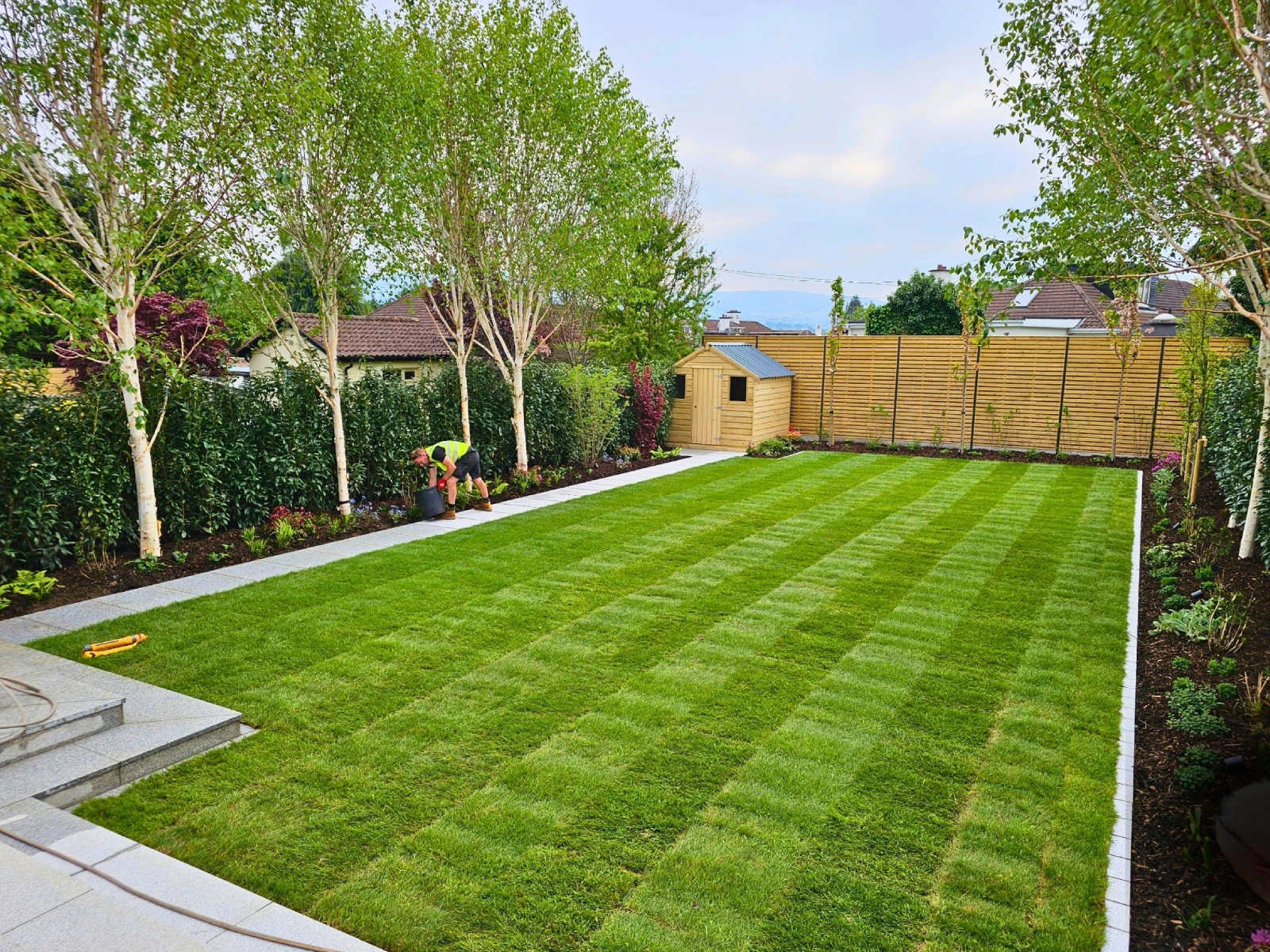 Birch trees and hedging planted to create privacy in a family garden in Mount Merrion, Dublin.