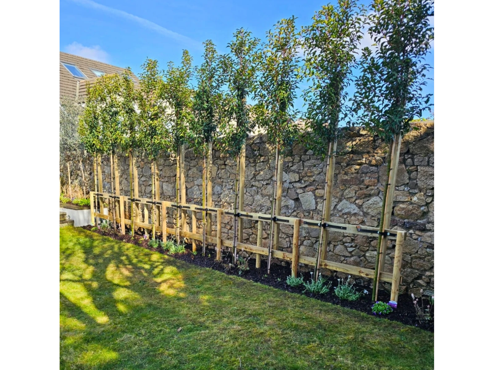 Standard Prunus ‘Brenelia’ trees planted to create garden privacy in Blackrock, Dublin.