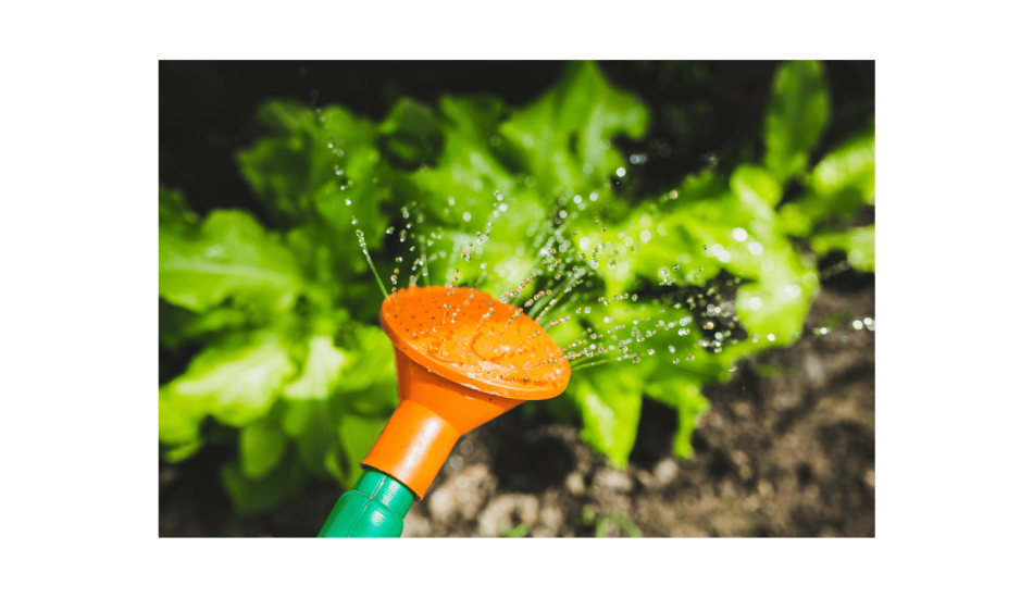 Watering Schedule for Herbaceous Plants